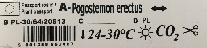 Rośliny do akwarium Pogostemon Erectus Piękny