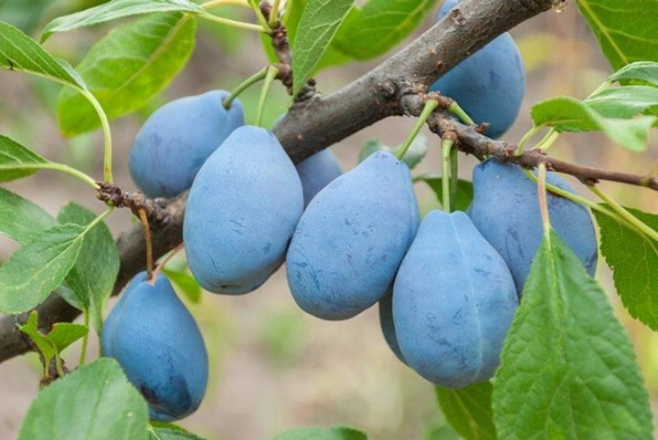 Śliwa WĘGIERKA DĄBROWICKA bardzo ceniona STARA POLSKA ODMIANA