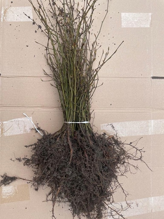 Grab pospolity na żywopłot sadzonki 20-40cm Pakiet 100 sztuk