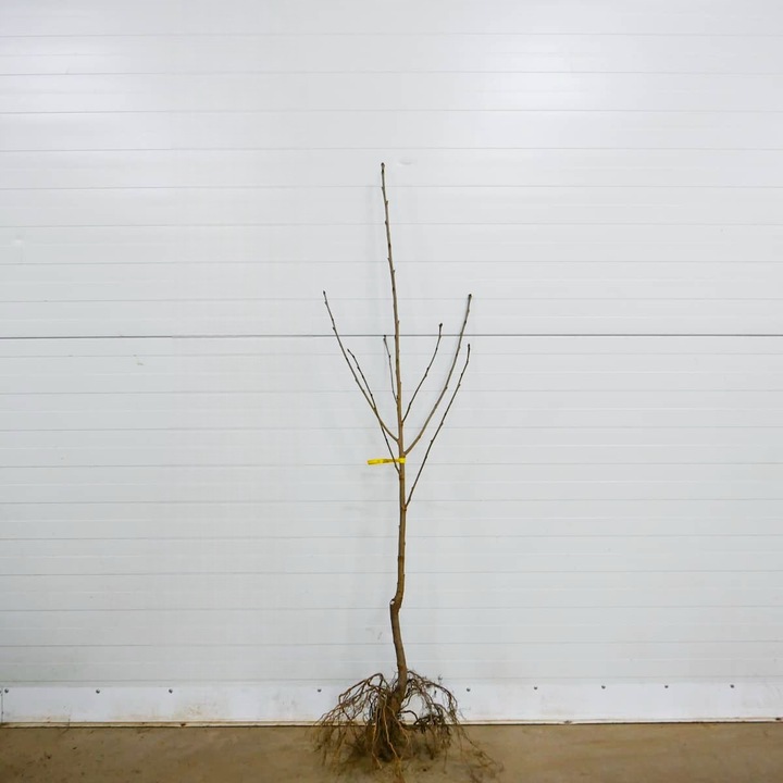 DRZEWKA OWOCOWE CZEREŚNIA TAMARA NAJWIĘKSZE SŁODKIE OWOCE SADZONKI