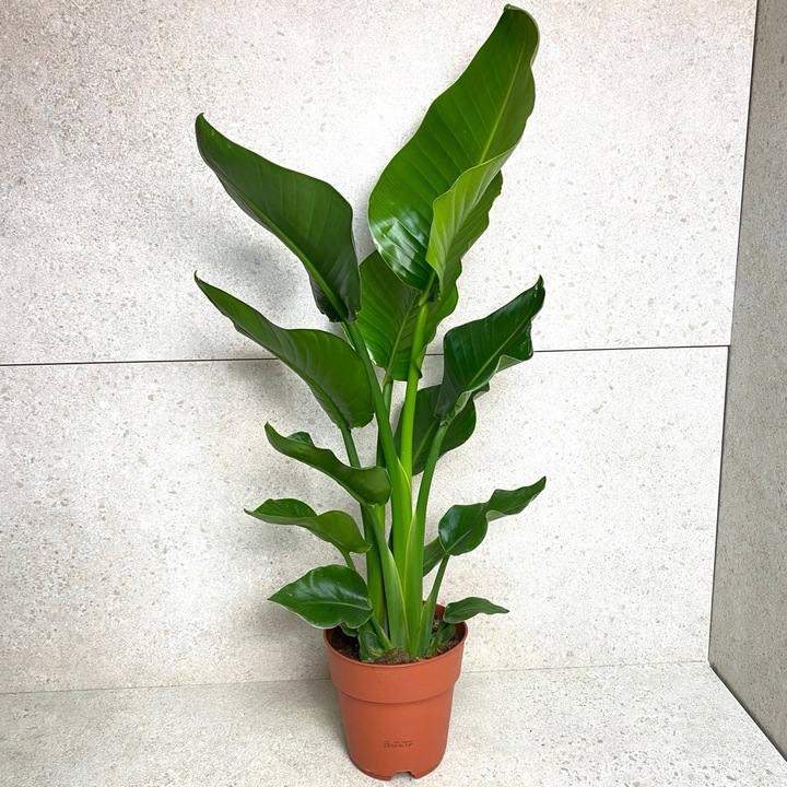 Strelitzia Nicolai Strelicja Biała Rajski Ptak XL