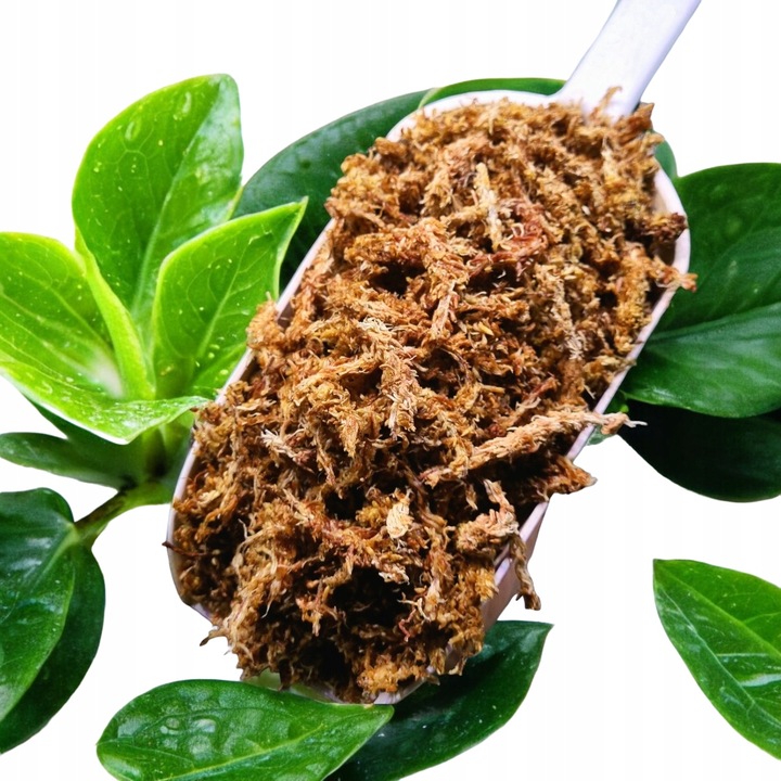 Mech Torfowiec SPHAGNUM 5L Podłoże do Ukorzeniania