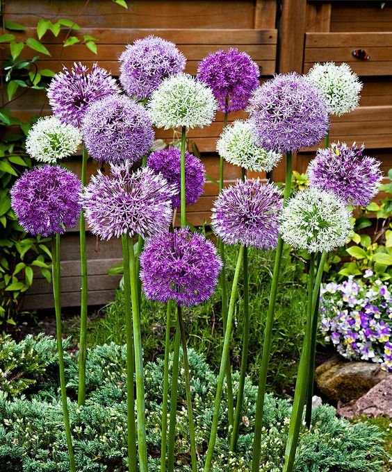 ALLIUM CZOSNEK OLBRZYMI OZDOBNY MIX cebulki 20 szt. + GRATIS