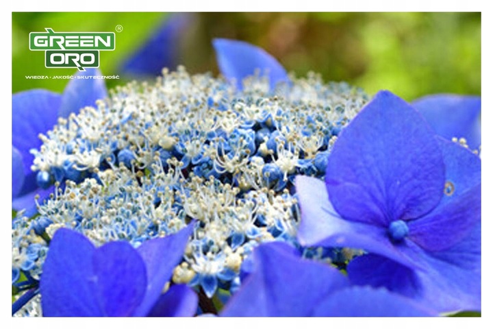 Nawóz do Hortensji Rododendronów Borówki Azalii Magnolii 5kg 100 dni