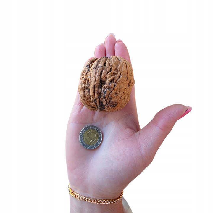 orzech włoski JACEK 146cm. Smak, który zna swoje miejsce – na podium.