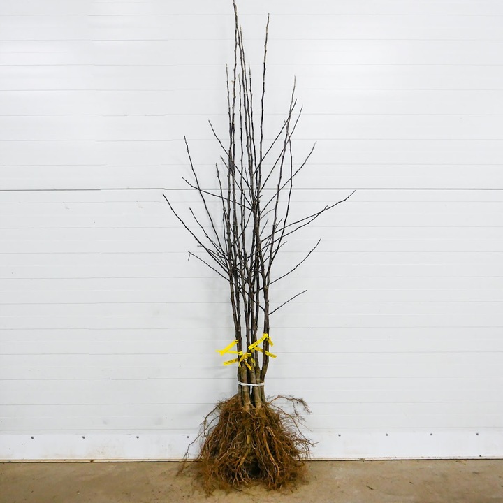 SADZONKI DRZEWKA OWOCOWE JABŁOŃ SZAMPION SŁODKA NAJLEPSZA I SOCZYSTA