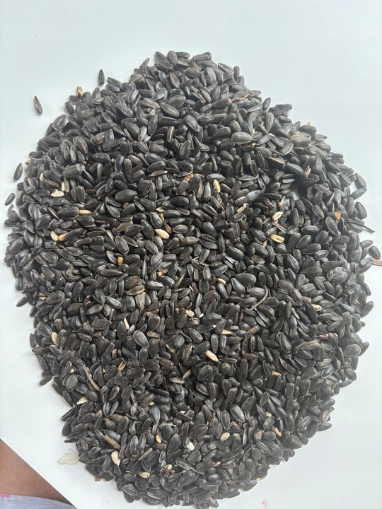 Słonecznik czarny 14 kg karma dla papug ziarno dla ptaków GRTIS kula tluszc