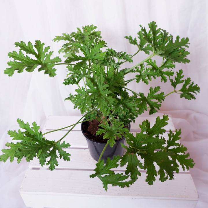 GERANIUM ANGINKA ROŚLINA LECZNICZA gęsta XL don.Ø13cm