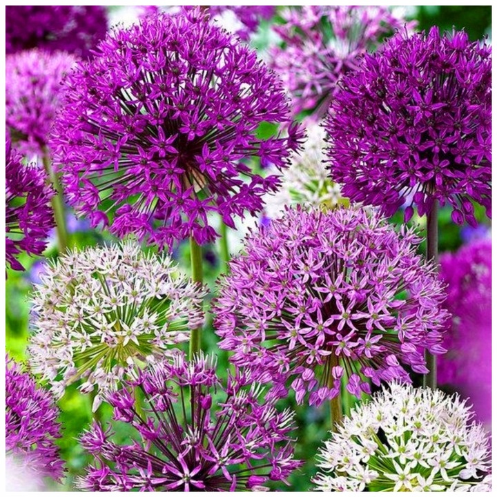 ALLIUM CZOSNEK OLBRZYMI OZDOBNY MIX cebulki 20 szt. + GRATIS