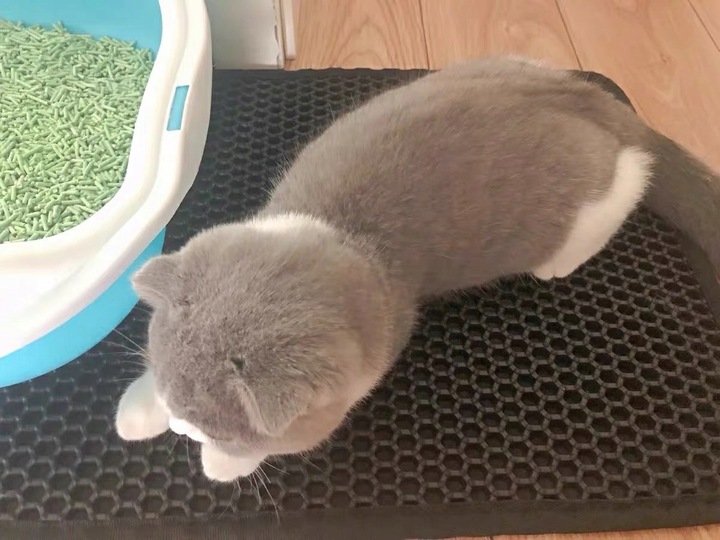 Mata wycieraczka pod kuwetę 60x45 szara Praktyczne rozwiązanie na żwirek!