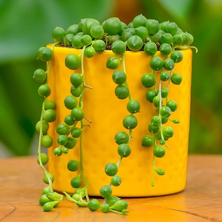 Senecio Rowleyanus - ZIELONY SZNUR KORALI - Niespotykany Starzec