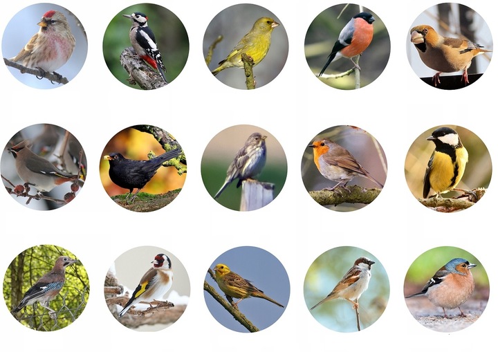 KARMA DLA PTAKÓW 10kg POKARM DROBNE ZIARNO DO KARMNIKA PTASI PRZYSMAK