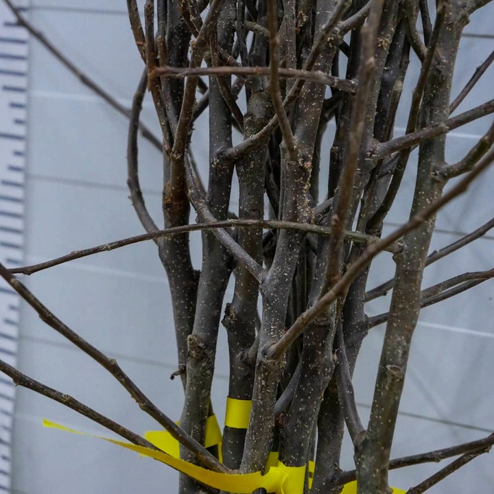 SADZONKI DRZEWKA OWOCOWE JABŁOŃ KOKSA POMARAŃCZOWA O SMAKU GRUSZKI