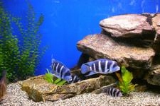 15 kg SZARY PIASEK KWARCOWY DO AKWARIUM 0,6-1,2mm