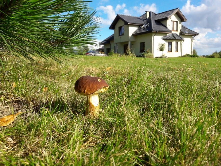 BOROWIK BRZOZOWY grzybnia grzyby leśne Mycelium