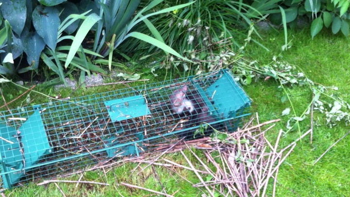 żywołapka pułapka kuny łaski norki szczury łapka