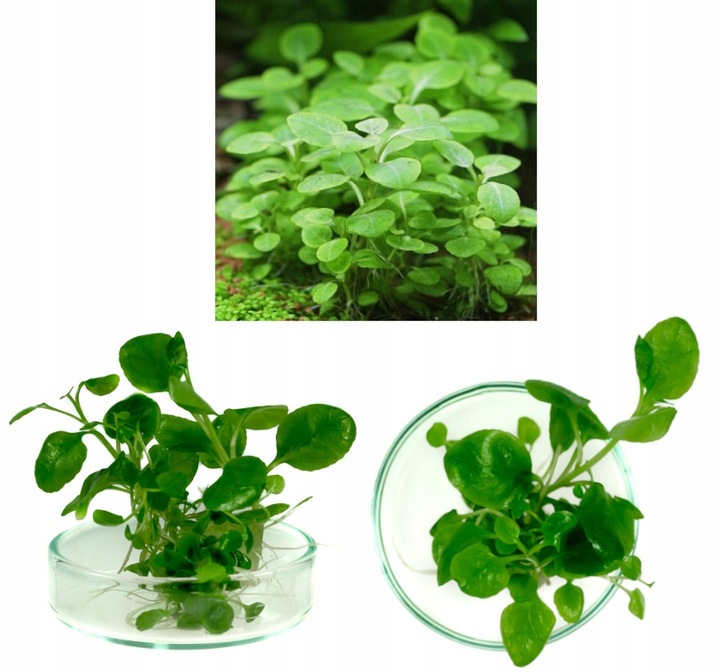 ZESTAW ROŚLIN środkowy plan środek ŁATWY ZESTAW ROŚLIN + gratis PĘSETA