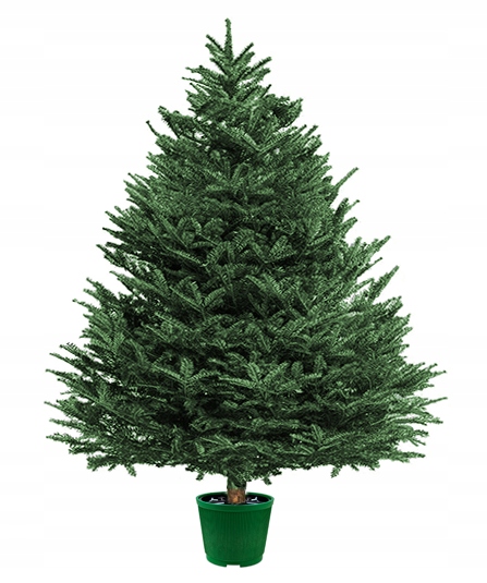 STOJAK CHOINKOWY DO CHOINKI POD CHOINKĘ 10L