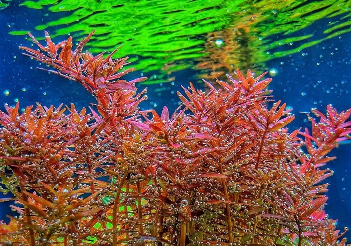 INVITAL komputer pH z sondą