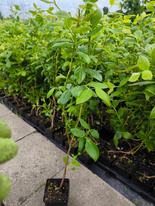 Borówka Amerykańska x6 Najlepiej owocujący zestaw