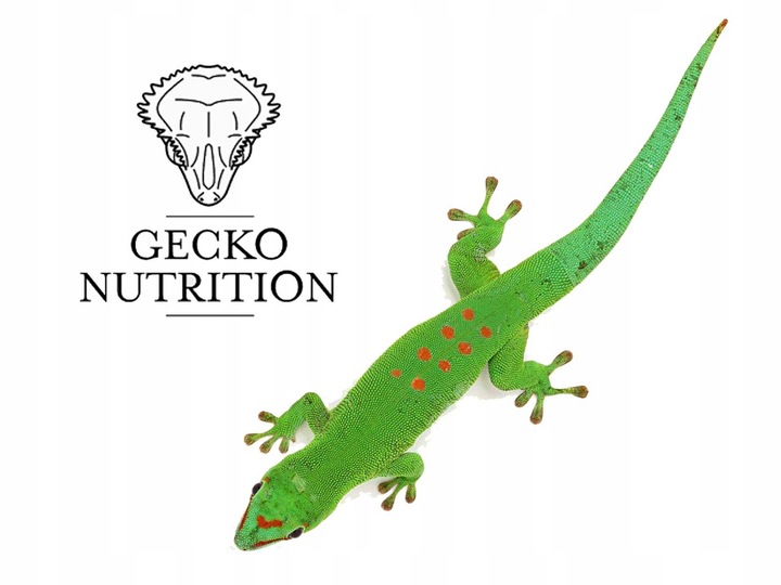 Gecko Nutrition - Wysoka zawartość owadów 50g| ORYGINAŁ - papka,
