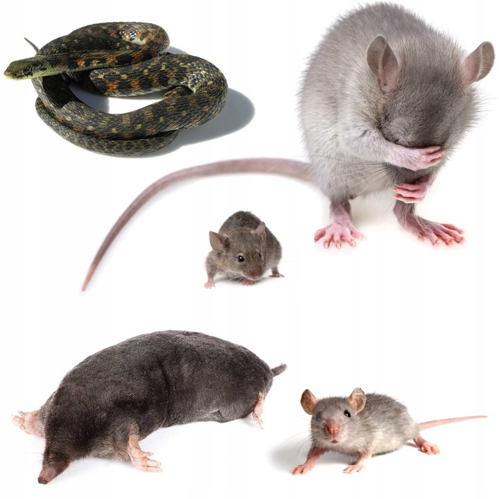 DUŻY Zestaw 4x ODSTRASZACZ na KRETY MYSZY KUNY GRYZONIE SOLARNY ZASIĘG