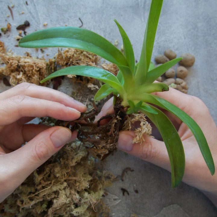 Mech Sphagnum 8L Besgrow Spagmoss Classic torfowiec 100G podłoże pH