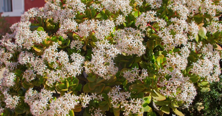 CRASSULA OVATA grubosz jajowaty drzewko szczęścia sukulent rozmiar L