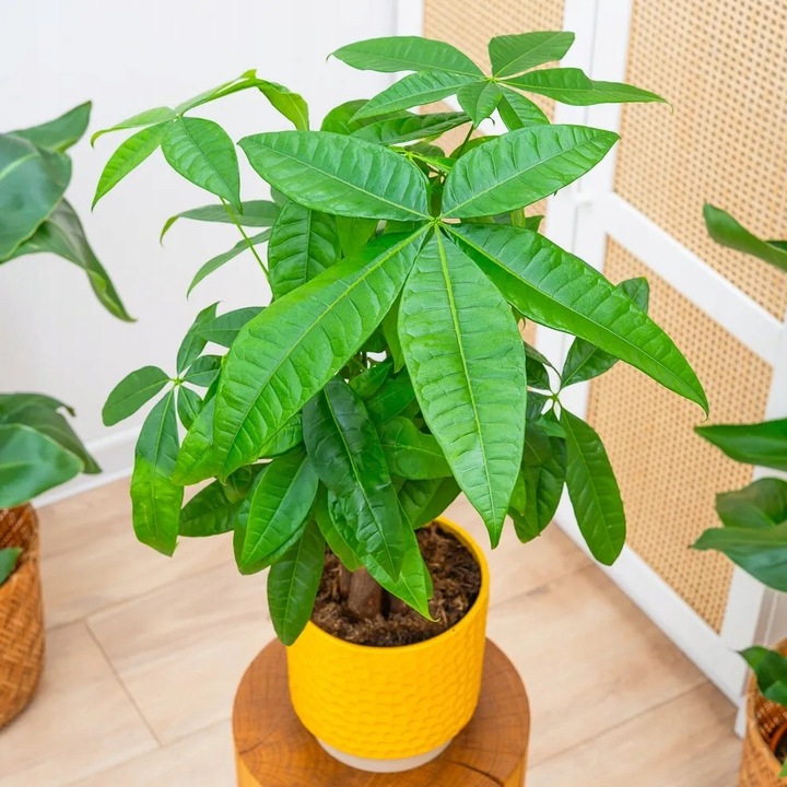 Pachira Aquatica DRZEWKO SZCZĘSCIA I Pieniędzy - Sekrety Feng Shui Dla