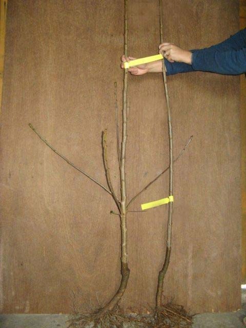 GRUSZA FAWORYTKA KLAPSA KRÓLOWA GRUSZEK ODPORNA