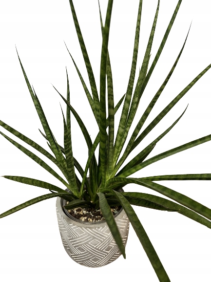 Podpórki do roślin kwiatów podpora pierścieniowa podpórka RINGS S33cm 16/18