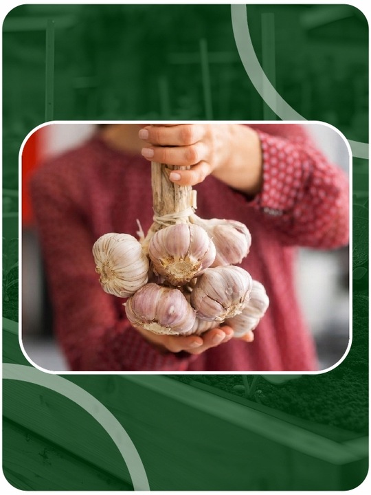 CZOSNEK ZIMOWY HARNAŚ 5,5CM – DUŻE ZĄBKI POLSKA JAKOŚĆ MOCNY PLON