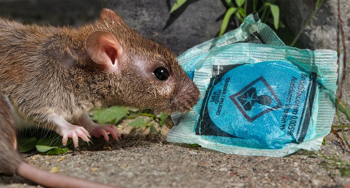SILNA TRUTKA NA MYSZY I SZCZURY MURIBROM PASTA W SASZETKACH BRODIFAKUM