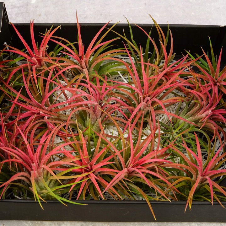 Tillandsia OPLĄTWA ionantha Intensywnie czerwona W ZIMOWYM OPAKOWANIU