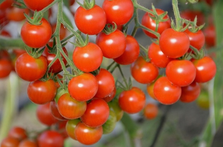 ZESTAW DO UPRAWY POMIDOR VILMA POMIDORY KOKTAJLOWE NASIONA 10x WIELOLETNIA