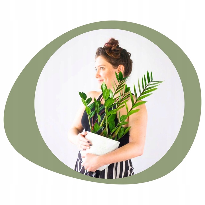 Zamiokulkas Zamiolistny ŻELAZNA ROŚLINA Zamia Ładna Duża Zdrowa