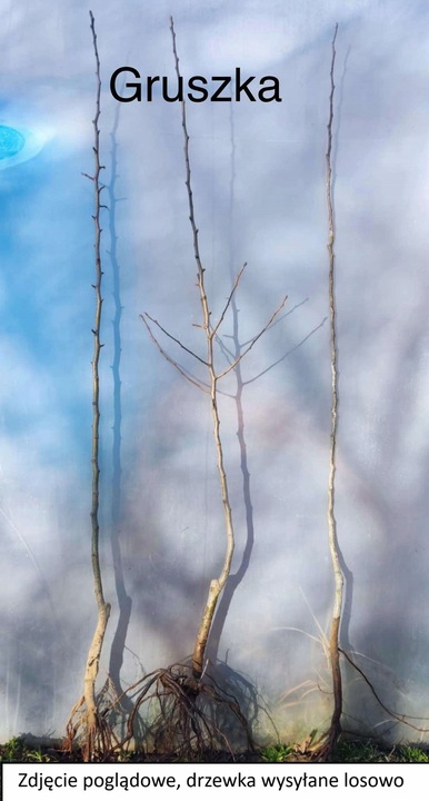 Grusza KlAPSA - FAWORYTKA GIGANTYCZNE owoce