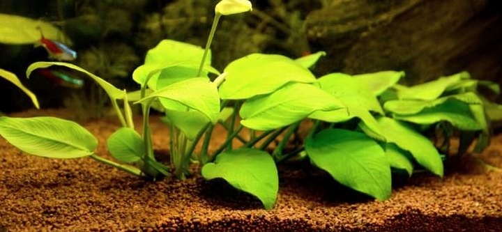 GLINA MIELONA AKWARYSTYCZNA podłoże Akwarium 15KG