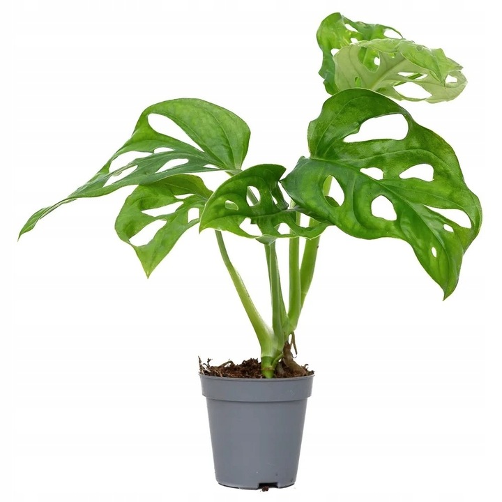 Monstera Dziurawa Adansonii JAK SZWAJCARSKI SER Monster Duże Liście