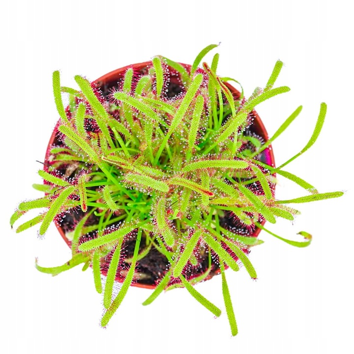 Drosera Capensis CZERWONA ROSICZKA Przylądkowa TROPIKALNA Owadożerna -