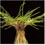 Trawa Mieszanka Traw SŁONECZNY OGRÓD tereny suche słoneczne 10KG Nasiona