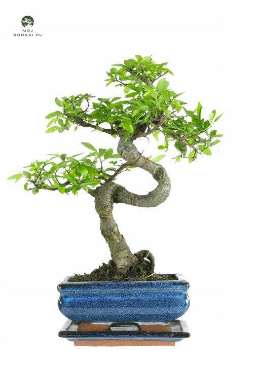 Drzewko Bonsai Wiąz Chiński 25–30 cm – Ulmus parvifolia P15 S
