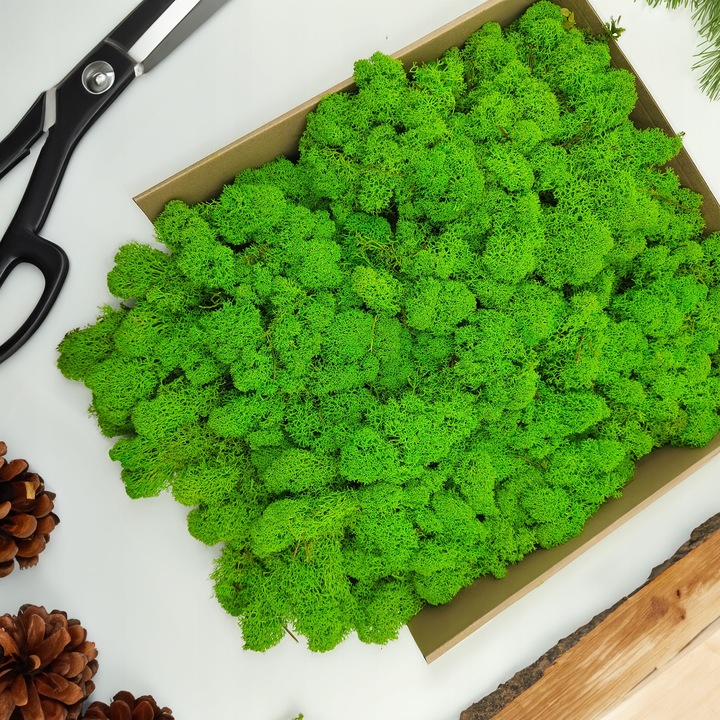 Mech Chrobotek Reniferowy - Fiński - Oczyszczony - Jasnozielony - 500g