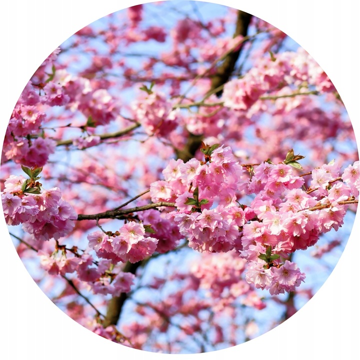 CZEREŚNIA KORDIA Ceniona za bardzo duże owoce o czarnym kolorze, max