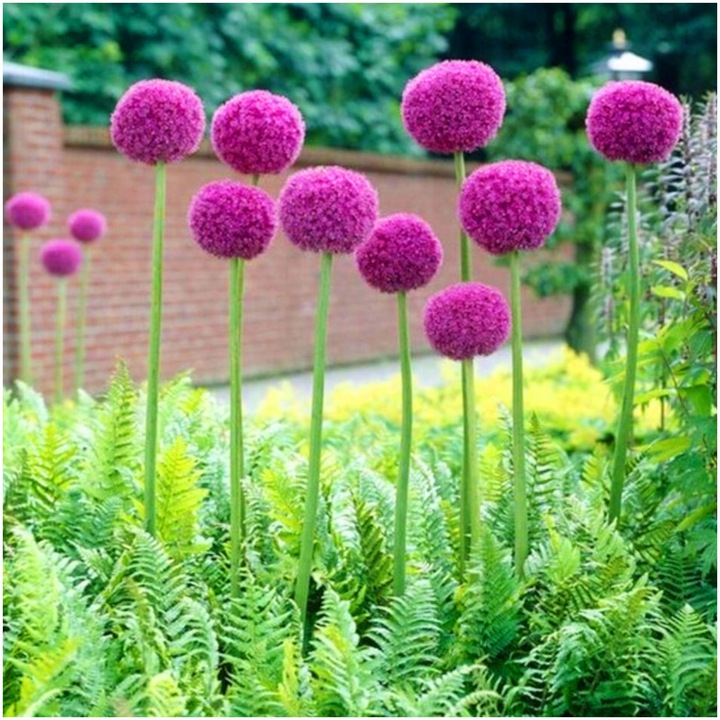 CZOSNEK ozdobny OLBRZYMI cebulki FIOLETOWY GLADIATOR 5 szt. + GRATIS