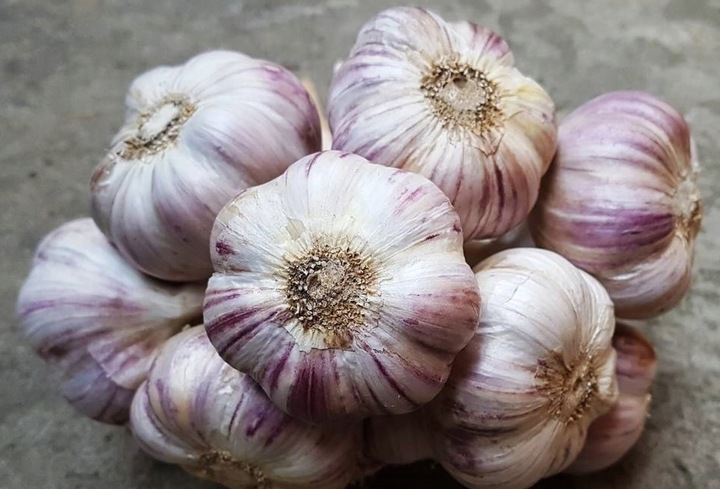 Czosnek Polski Lubasza 1kg ozimy MEGA KALIBER