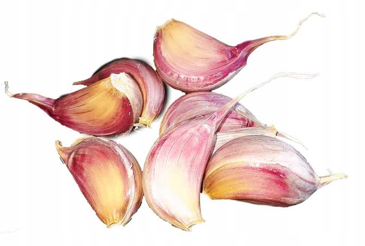 Czosnek Polski Harnaś zimowy 500g duże ząbki z własnej uprawy zdrowy