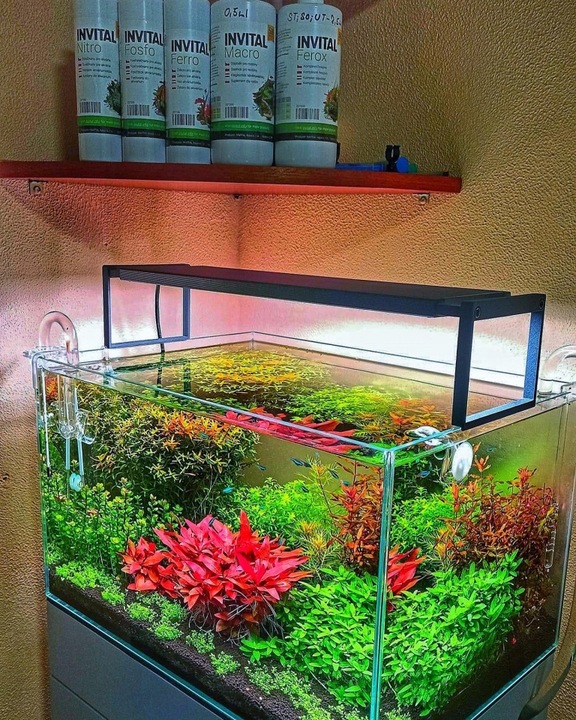 INVITAL Carbon 500ml