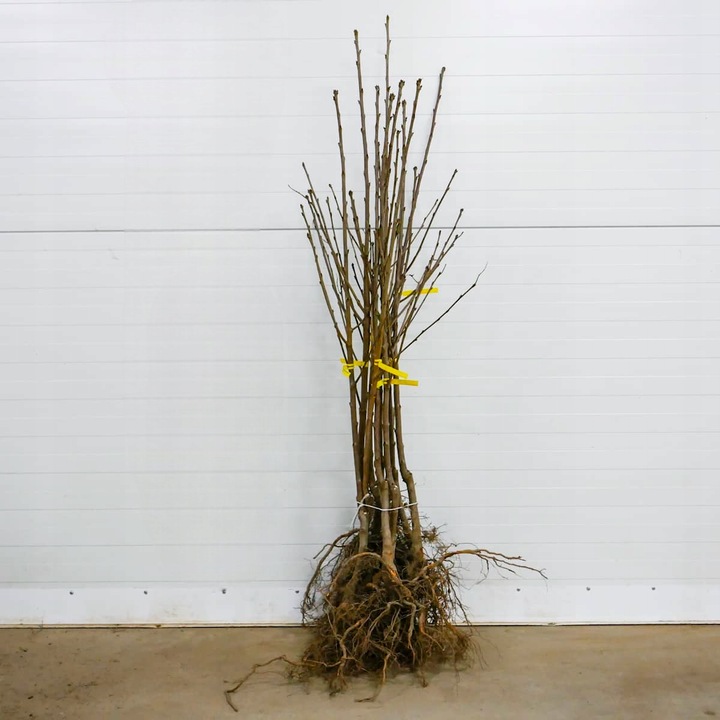 DRZEWKA OWOCOWE CZEREŚNIA TAMARA NAJWIĘKSZE SŁODKIE OWOCE SADZONKI