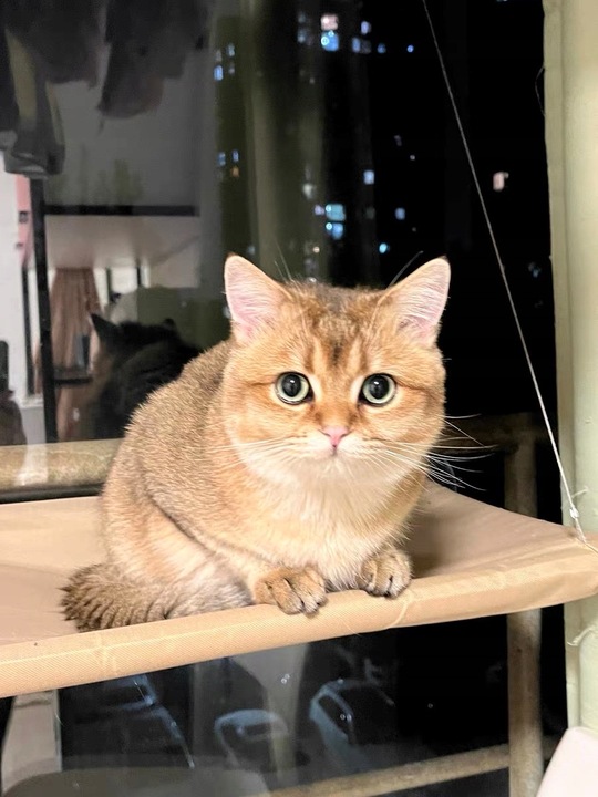 Hamak dla kota do okna – legowisko 55×35, idealne do obserwacji